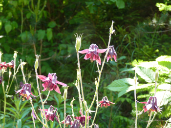 Aquilegia atrata